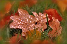 Wet Blätter, Herbst / ***