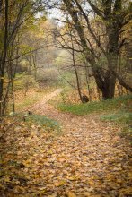 Forest Park 2 / ***