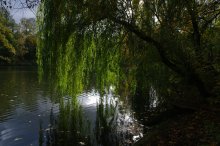 gebogenen Trauerweide ... / ***