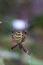 Argiope bruennichi / ***