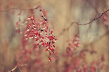 Tears of Autumn ... / ***