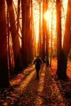 Magical Forest / ***