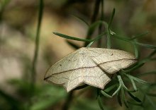 Moth Oxalsäure / ***