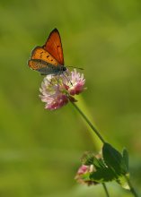 Tscherwonez ungepaarten / ***