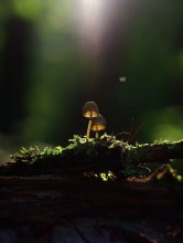 Sehr früh am Morgen auf einer Wiese traf ich toadstool ... / ***