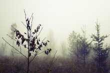 Im Nebel / ***