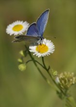 Short-tailed blues / ***