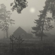 Nebel im Wald / ***