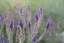 wild flower / ***