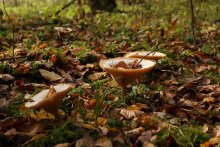 Herbst-Winter-Cocktail / ***