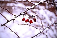 Schnee heute / ***