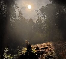 Wald im Nebel / ***