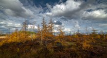 Mer Bleue Bog / ***