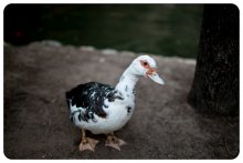 Portrait einer Ente. / *****