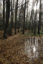 Spiegel im Herbst / ***