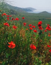 Scarlet Mohn, so fabelhaft Zwerge / ***