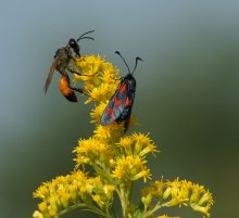 Wasp und Schmetterling Pestryanka / ***