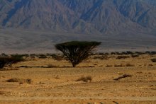 Morning in Africa / ***