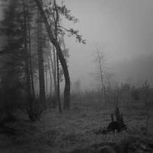 Nebel im Wald / ******
