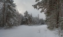 Winter. Waldlandschaft / ***