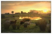 Golden morning.. / Sheep in the morning.