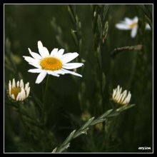 wieder Daisy, zwei hintereinander / ***
