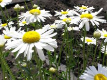 Einfach Daisies / ***