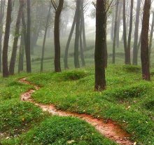 Pathway in den nebligen Wald / ***