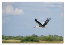 Storch / ***