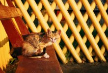 Muschi / ***