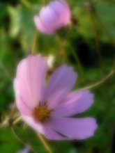 Sommertraum / ***