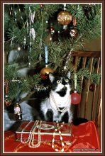 Cat's New Year's Eve / ***