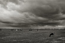 weiden auf der Wiese .... / ***