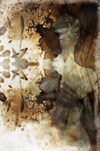 Butterfly / ***