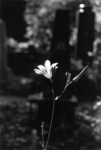 Mittel des Todes / ***