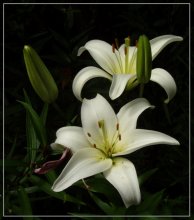 Lilien / ***