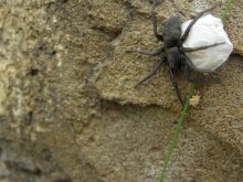 Spider / ***