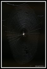 Web / ***