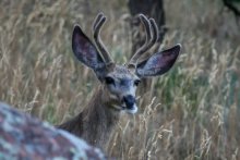 Oh, Deer! / ***