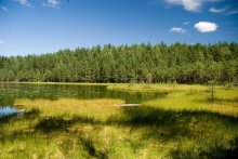 Forest Lake / ***
