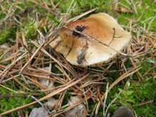 The fly and a mushroom / ***