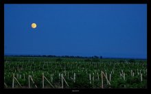 Beigeschmack von Mond in der Krim-Weine / ***