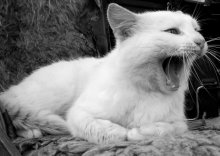 Host, Let's Eat! / ***