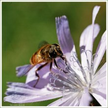 Ein Liebhaber der Zichorie / ***