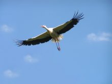 Stork-Zauberer / ***