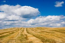 Field, Stroh, Landschaft / ***