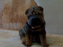 Shar-Pei / ***