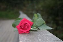 Rose / ***