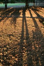 Tropfen fallen, und die Schatten seiner selbst am Ende des Sommers / ***