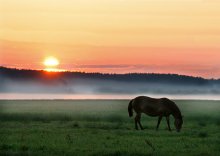 Mein Pferd im Nebel / ***